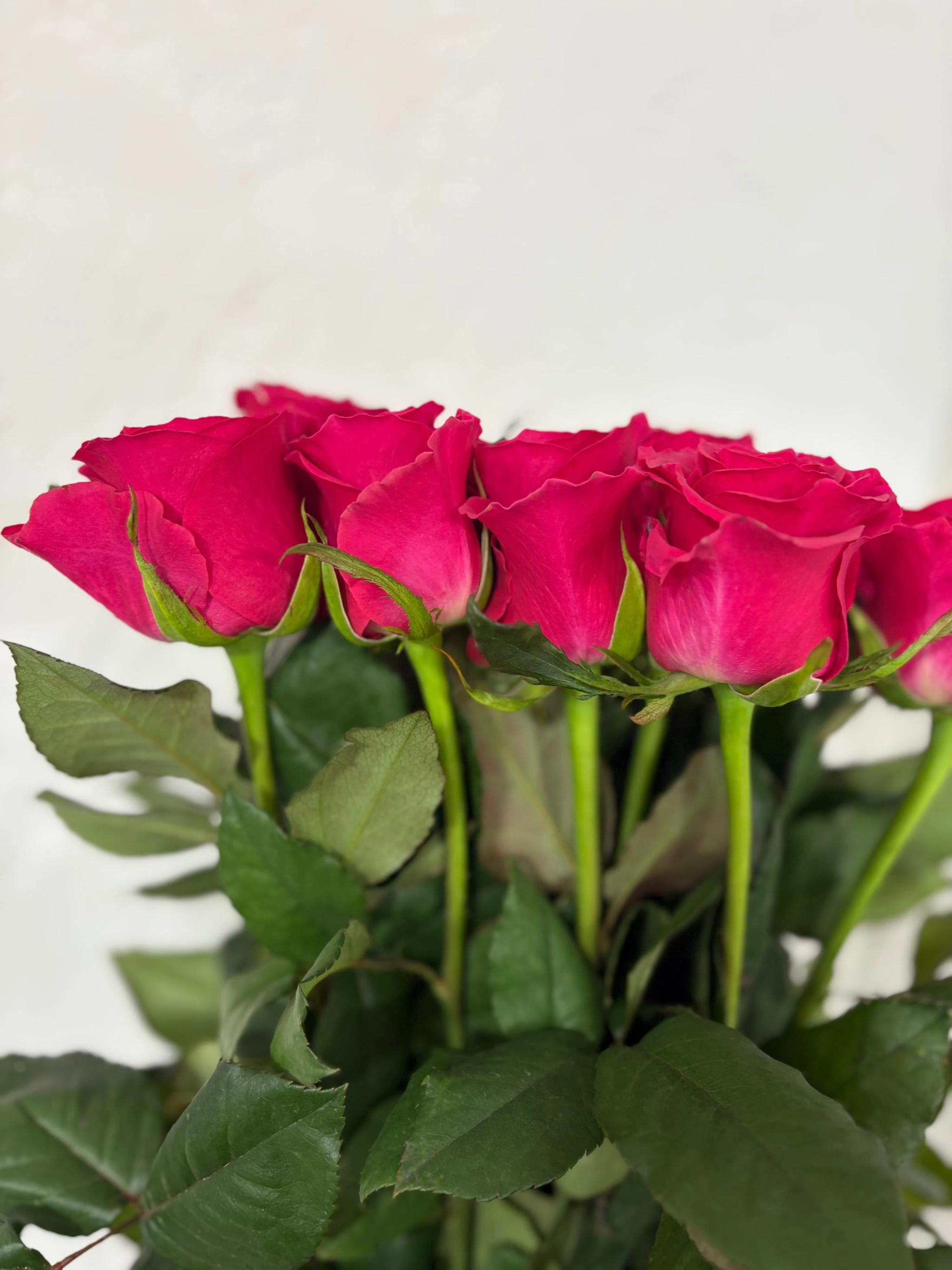 Bunch of roses | ծաղիկներ, ծաղկեպսակներ, բույսեր Երևան Bunch of roses | ծաղիկներ, ծաղկեպսակներ, բույսեր Երևան